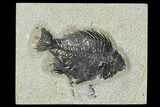 Bargain, Fossil Fish (Cockerellites) - Green River Formation #129670-1